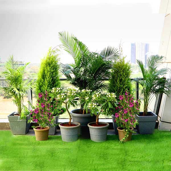 Plant & Trees